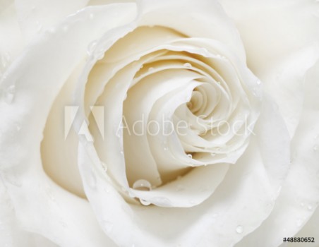 Afbeeldingen van White rose